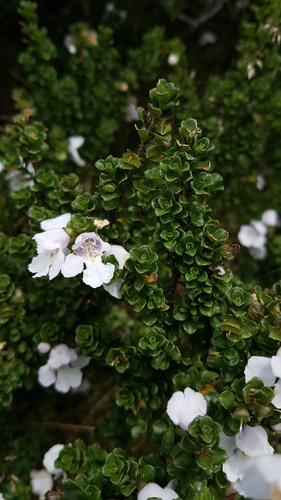 alpine mint bush (Prostanthera cuneata)