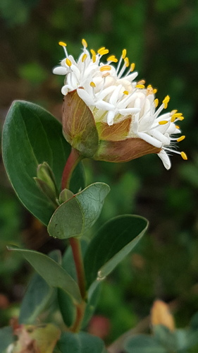 tall rice-flower (Pimelea ligustrina)