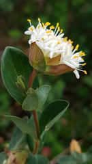 Pimelea ligustrina
