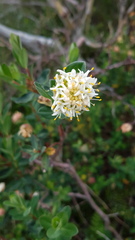 Pimelea ligustrina, photograph (c) Petra Holland, some rights reserved (CC BY)