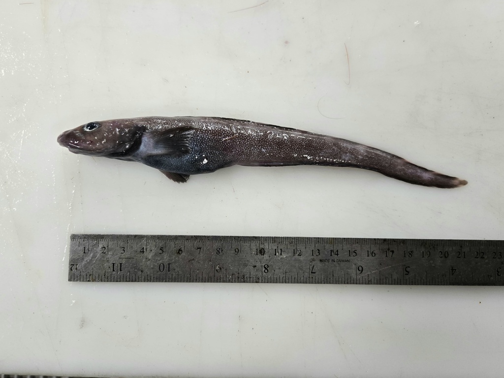 Arctische puitaal (Lycodes eudipleurostictus) — Zoarcidae