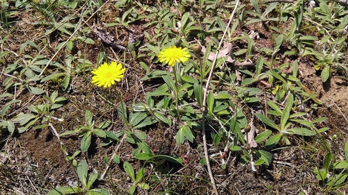 Vienagraižė vanagutė