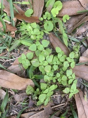 Parietaria floridana