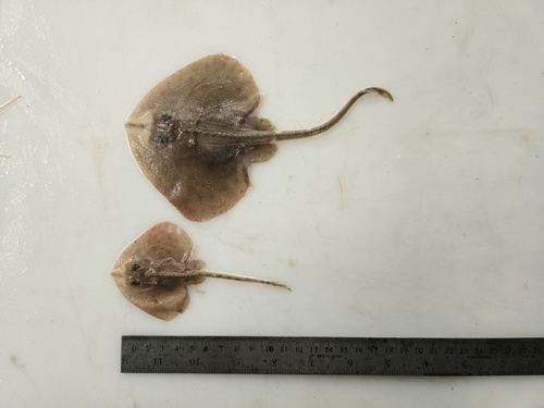 Prickly skate (Malacoraja senta) — Rajidae