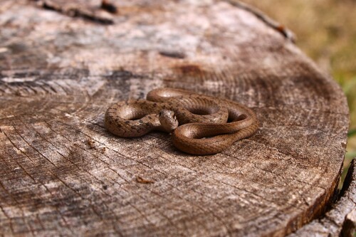 DeKay's Brownsnake
