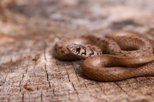DeKay's Brownsnake
