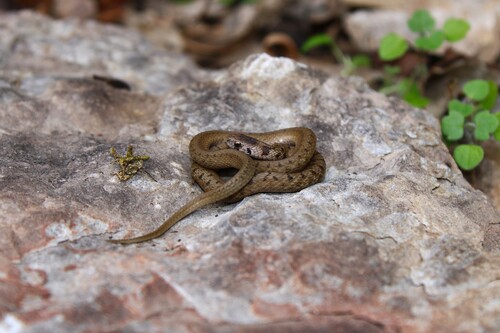 DeKay's Brownsnake