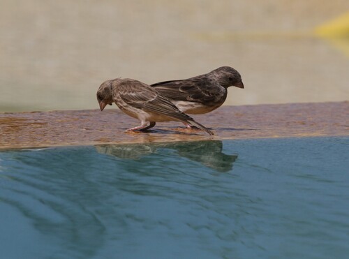 White-rumped Seedeater (Crithagra leucopygia), photo 1