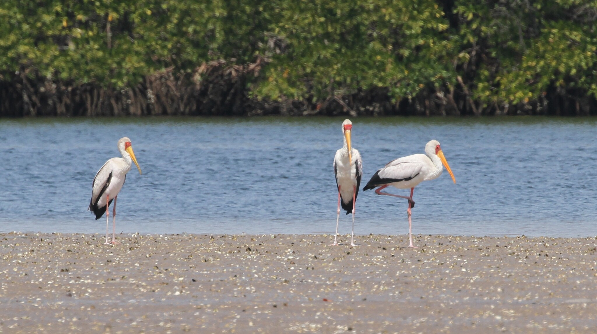 Yellow-billed Stork (Mycteria ibis), photo 9
