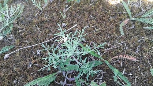 Šėtruotoji bajorė