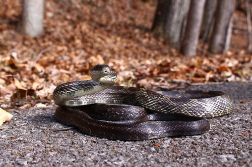 Gray Ratsnake