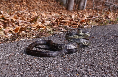 Gray Ratsnake
