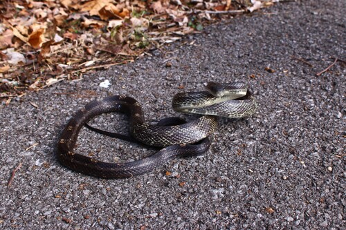 Gray Ratsnake