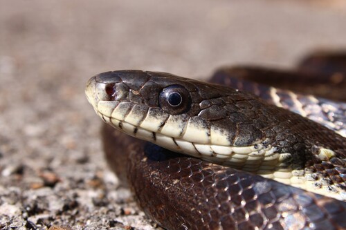 Gray Ratsnake
