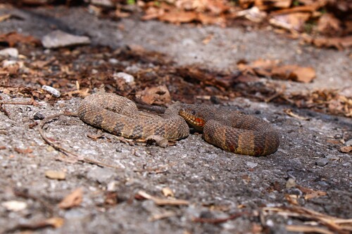 Common Watersnake