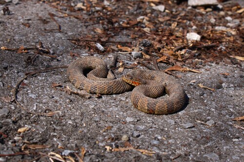 Common Watersnake