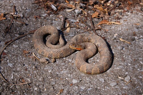 Common Watersnake