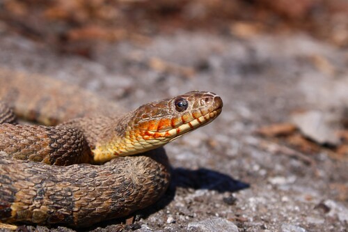 Common Watersnake