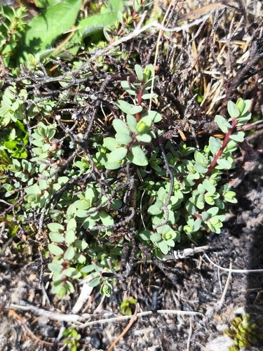 Pimelea prostrata observed 2026-02-12