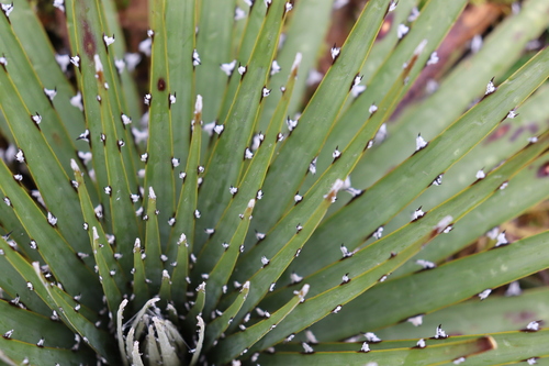 Hercules' Club Puya (Puya clava)