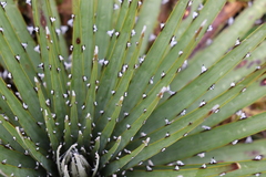 (c) Zihao Wang, some rights reserved (CC BY) Puya clava-herculis, photograph (c) Zihao Wang, some rights reserved (CC BY)