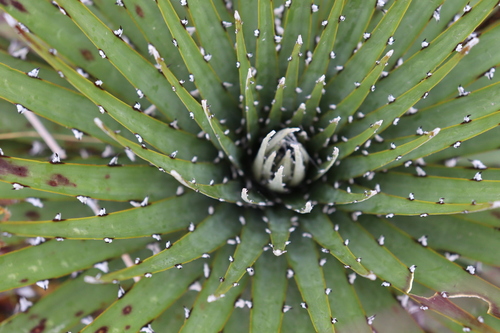 Puya clava-herculis, photograph 5