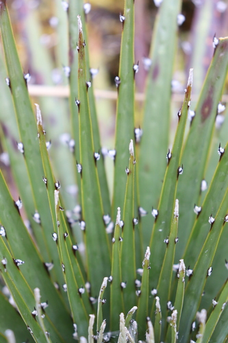 Puya clava-herculis, photograph 6