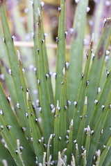 Puya clava-herculis, photograph (c) Zihao Wang, some rights reserved (CC BY)