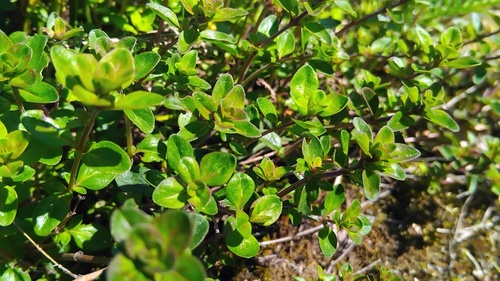 Keturbriaunis čiobrelis