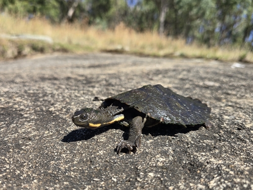 Bells’ Turtle, Myuchelys bellii
