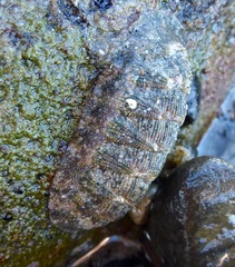 Chitonoidea