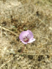 Clarkia tenella