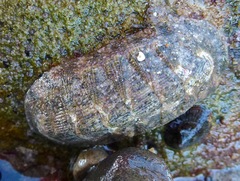 Chitonoidea