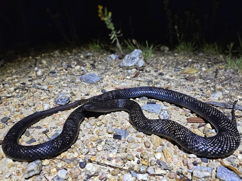 Blue-bellied Black Snake