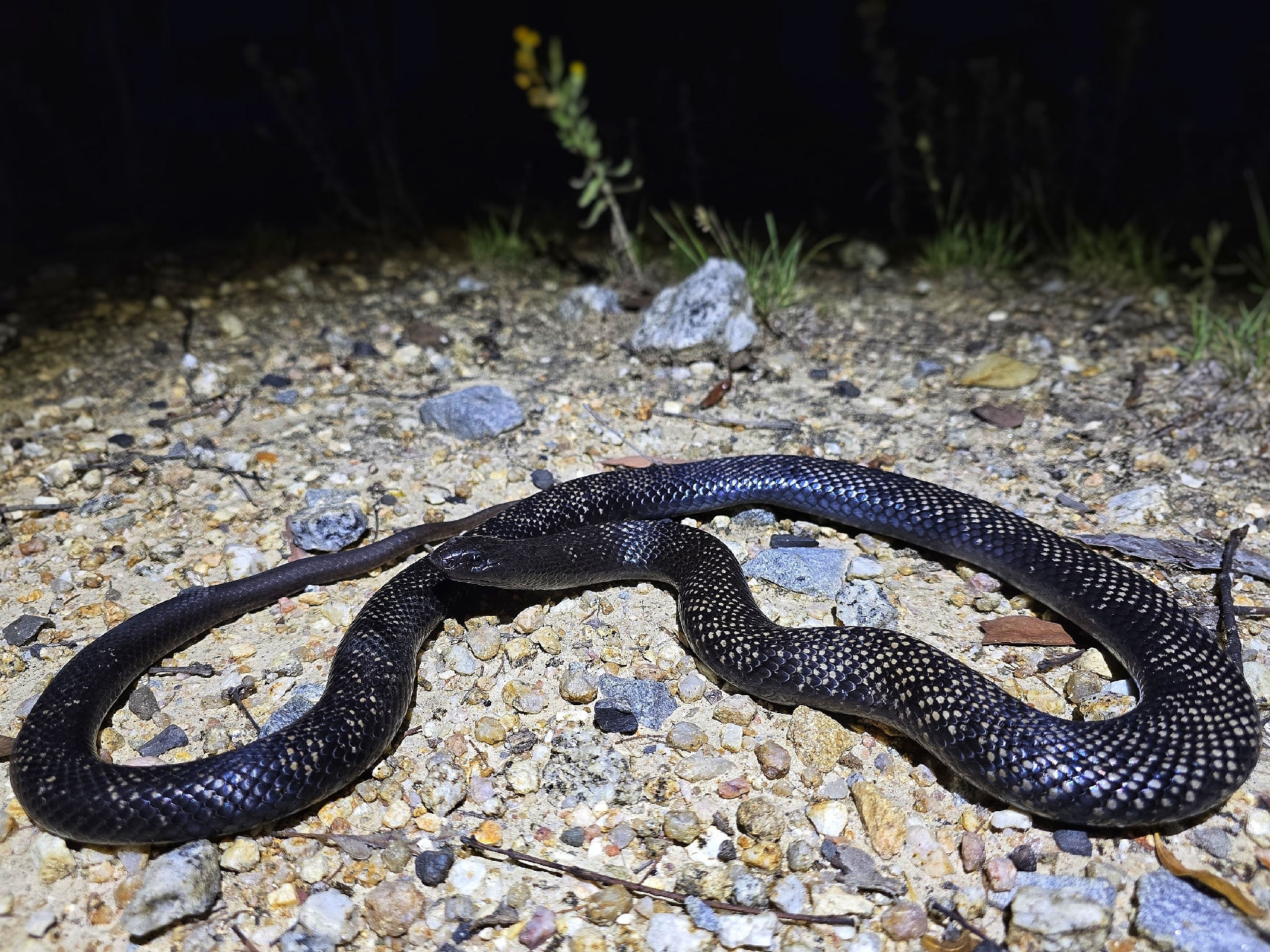 Blue-bellied Black Snake, Pseudechis guttatus