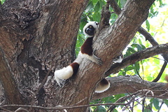 Propithecus coquereli