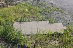 Pogonomyrmex californicus