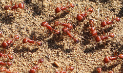 Pogonomyrmex californicus