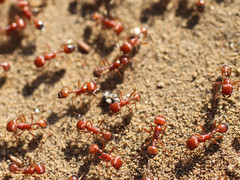 Pogonomyrmex californicus