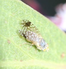 Euarestoides acutangulus