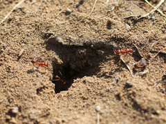 Pogonomyrmex californicus