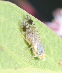 Euarestoides acutangulus