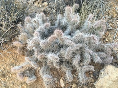 Opuntia polyacantha erinacea
