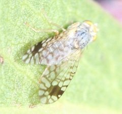 Euarestoides acutangulus