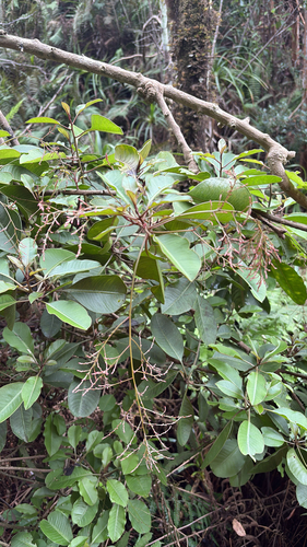 Charpentiera obovata observed 2026-02-12