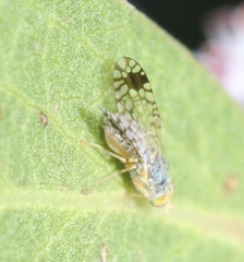 Euarestoides acutangulus