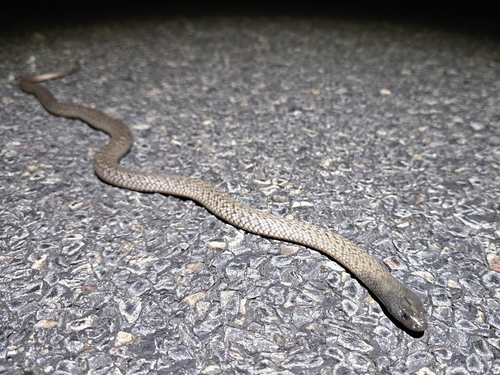 Blue-bellied Black Snake