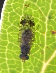 Euarestoides acutangulus