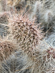 Opuntia polyacantha erinacea