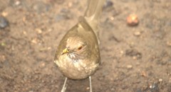 Turdus maculirostris